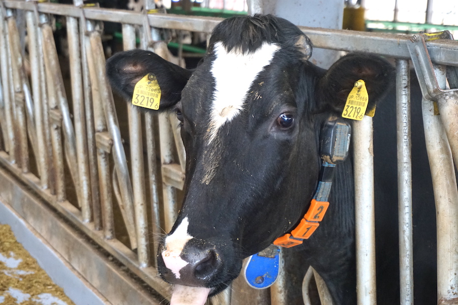 Farmnote Color（ファームノートカラー）を首に装着した牛